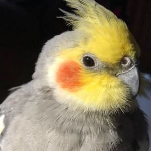 Meet your Posher, Vero